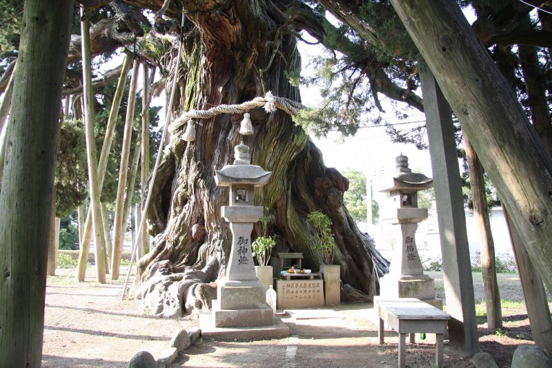 幹の空洞に地蔵菩薩が安置されており、まるで地蔵を守るかのように幹が覆いかぶさっている。
