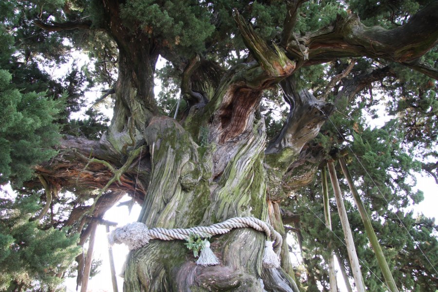太く捻じれた幹は芸術彫刻のようで、そこから無数の枝が天を仰ぐように伸びている。