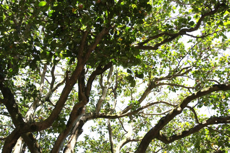 樹齢約300年の老木ながら毎年多くの可憐な花を咲かせ、実を結ぶ「大師お杖椿」。この椿の葉を浮かべた水を飲むと病気が治ると言われている。