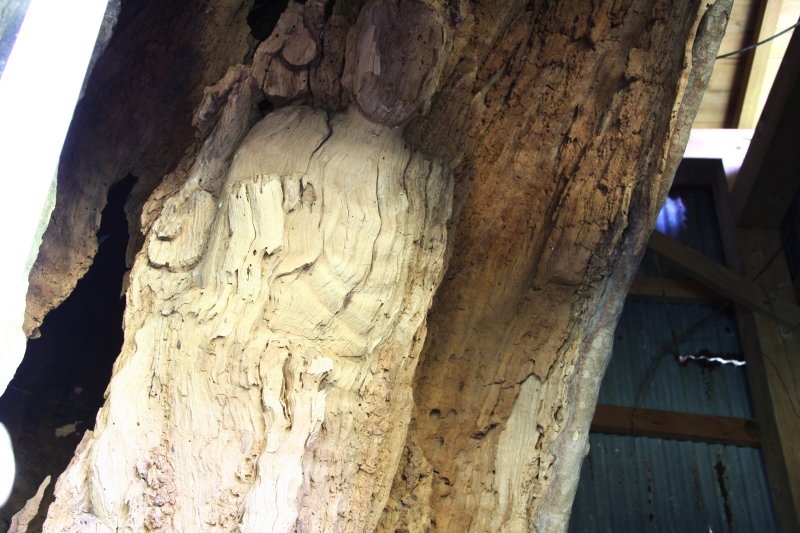 約250年以上前に彫られたという生き木地蔵。現在では堂の中で保存され、拝むことができる。