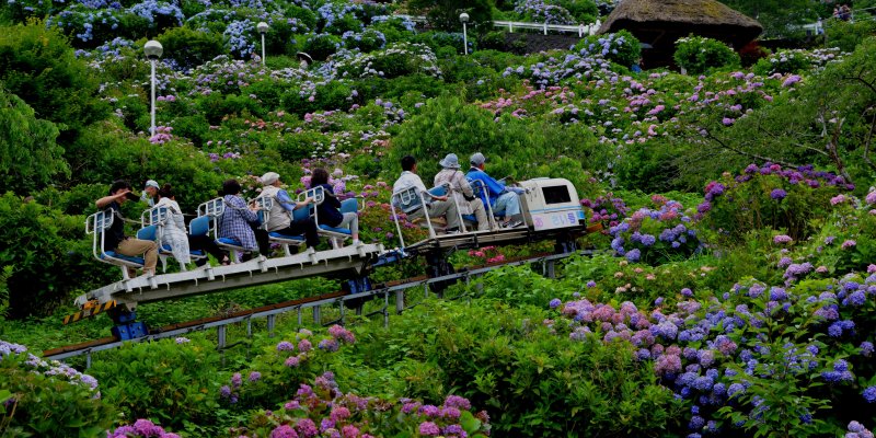 新宮あじさい祭り
