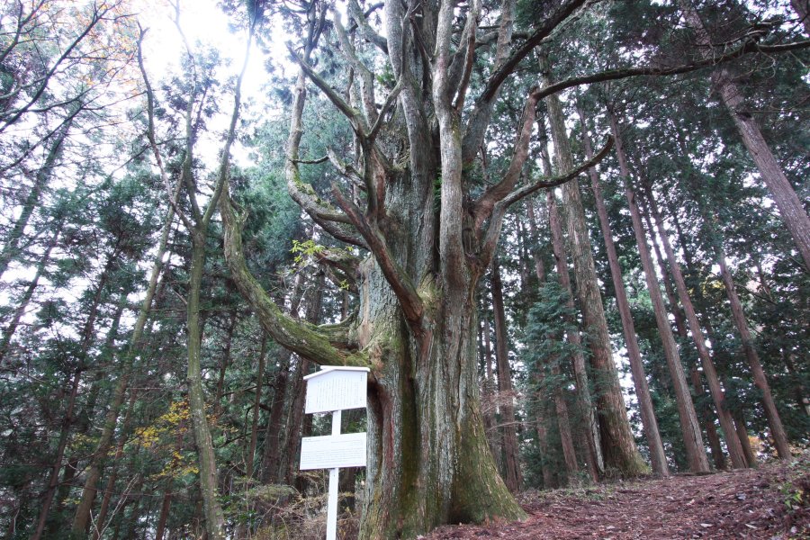 千手観音のように何十本にも枝木を広げる「千手杉」は、周囲の木々の中でも一際異彩を放っている。