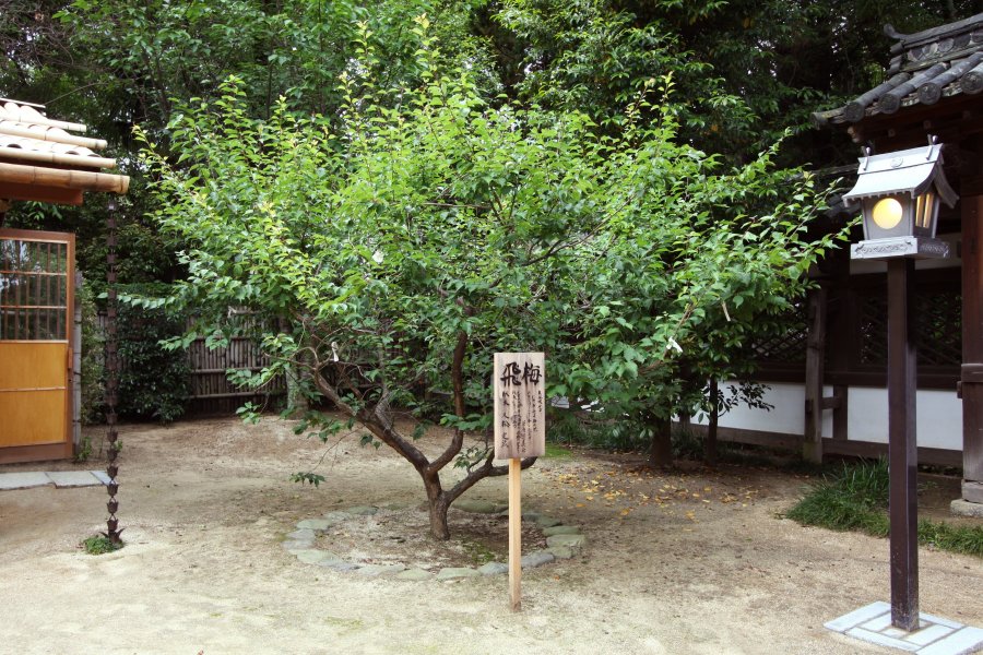 久松定武氏から譲り受けた由緒ある飛梅は、毎年1月下旬に見頃を迎える。