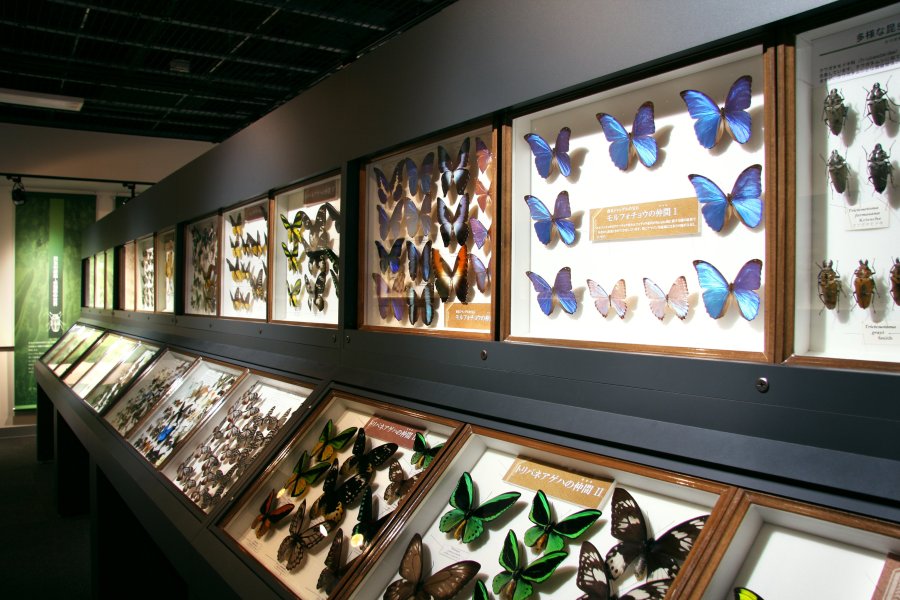 標本数120万点を超えるという日本トップクラスの昆虫コレクション。