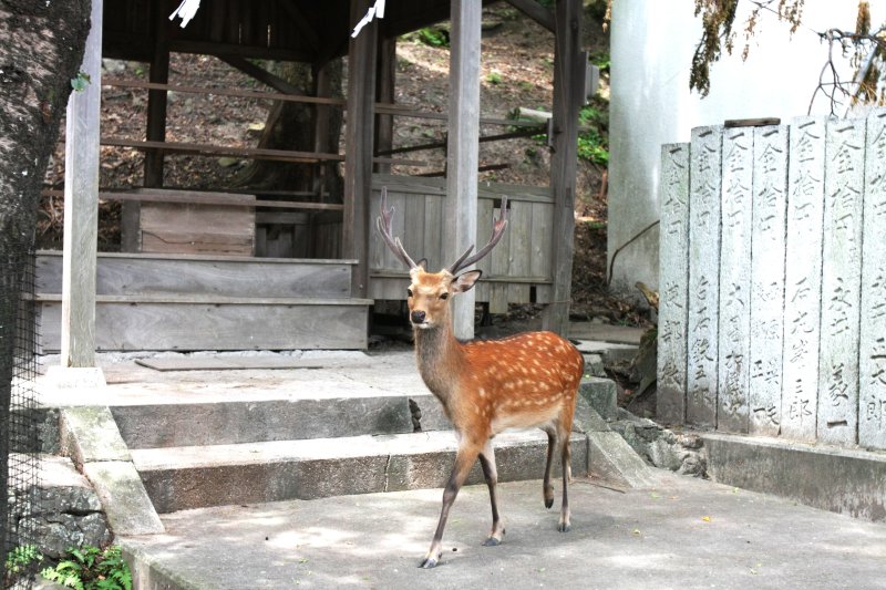 野生の鹿が生息している鹿島では、境内で本物の鹿に出会うこともある。