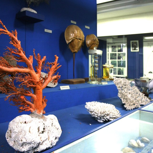 松山市北条鹿島博物展示館（かしまーる）