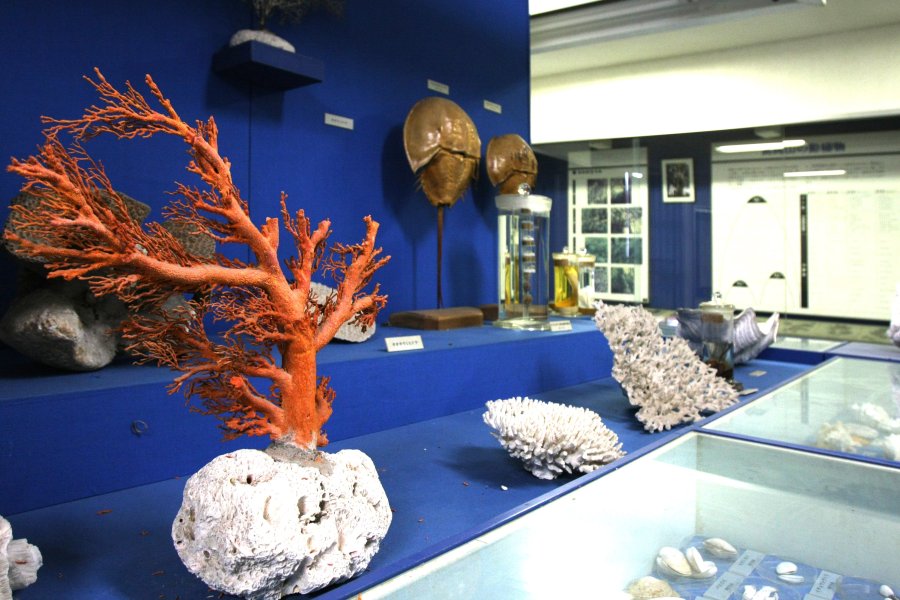 館内には、瀬戸内海沿岸に見られる生物が多数展示されている。鹿島ならではの生物を見ることができる。