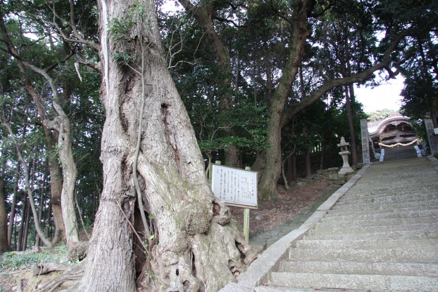 伊予市の文化財に指定されているシイノキ群。三島神社が勧請された西暦724年に植えられたものとされている。