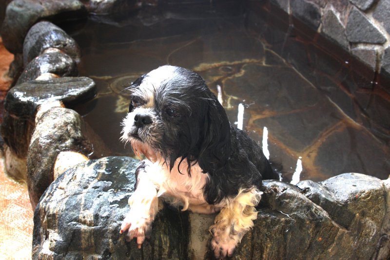 愛犬が利用できるわんわん風呂の湯には、源泉がそのまま使用されている。犬特有の匂いや汚れを落としてくれるほか、ノミやダニの発生を予防してくれる。