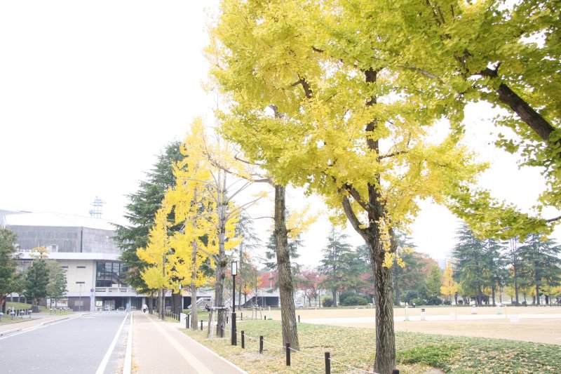 秋にはイチョウ並木が黄金色に染まり、過ぎゆく人々は染まったイチョウに目を奪われる。
