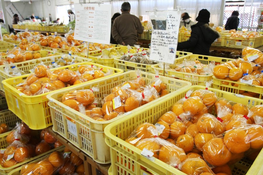 島しょ部で太陽の光をたくさん浴びて育った甘いみかんは、産地も種類も豊富なため食べ比べてみるのもおもしろい。