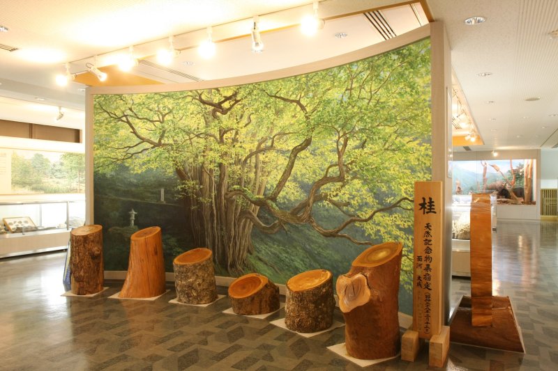 2階展示室では、石鎚山系の自然を標本や模型を使い、分かりやすく紹介している。精巧な作りの植物模型は必見。