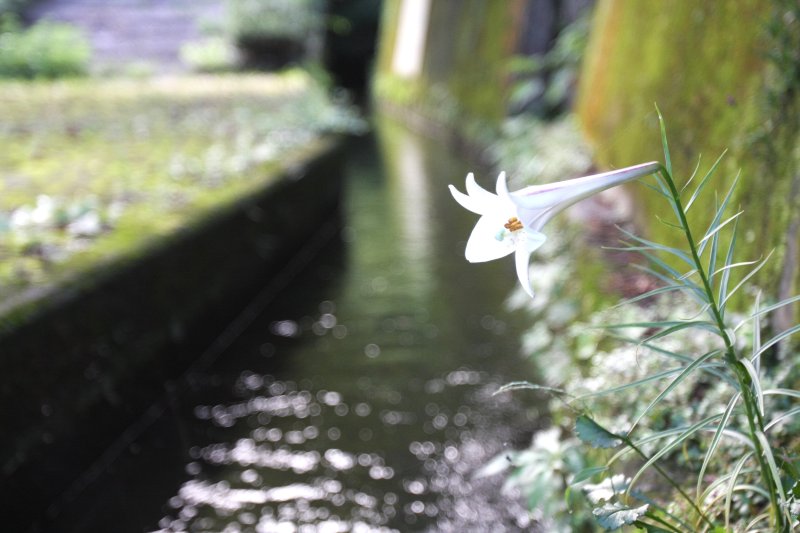 用水路沿いは遊歩道が整備され、四季折々の花や景色を眺めながら散策することができる。