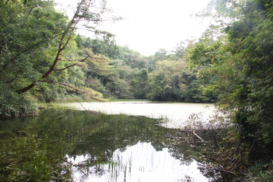 妖怪「鵺」が棲んでいたといわれる池。人里離れた山奥にあり、池の周りは静まりかえっている。