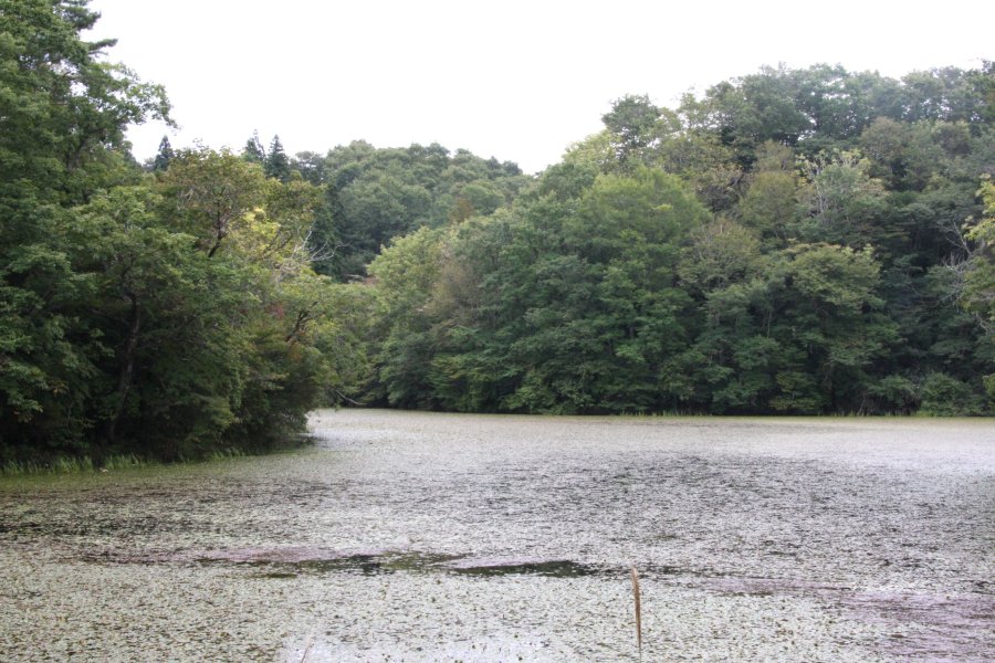 西日本では希少種とされる「ドブシジミ」が生息したり「ジュンサイ」などが生育している。