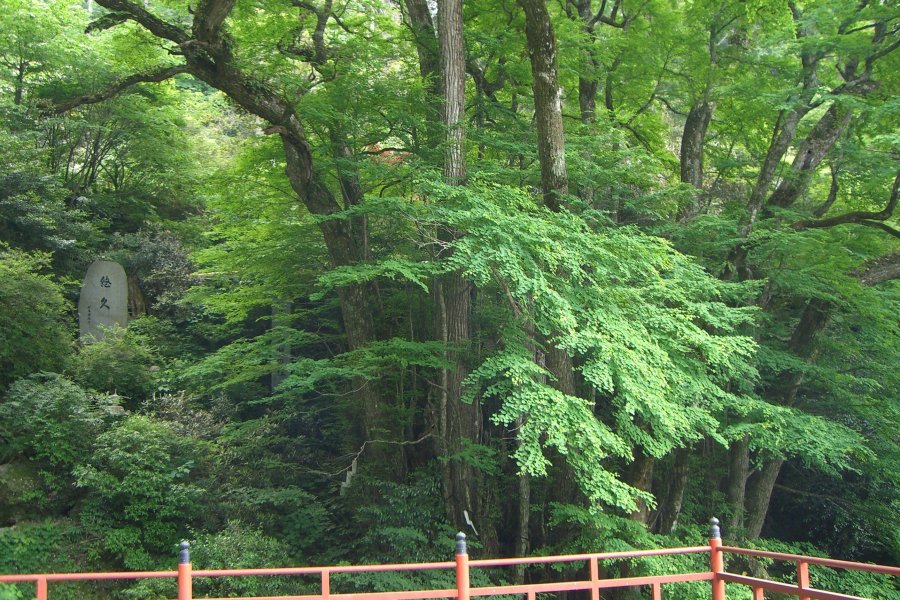 株立ちするひこばえ（樹木の切り株や根元から生えてくる若芽）の集合体である日本最大級の大桂。