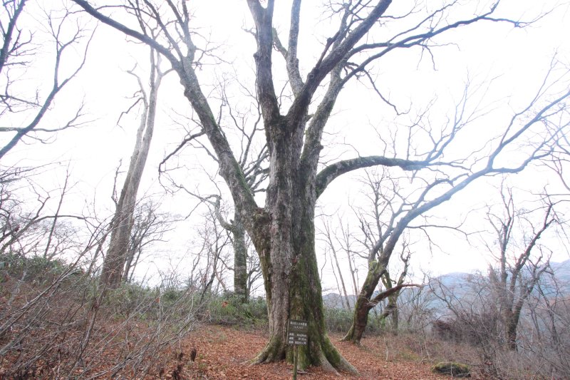 樹高30m、推定樹齢600年を超えても、まだまだ若々しい大トチの木は、長年にわたりこの地を見守り続けてきた守り神的存在で、風格すら感じさせられる。