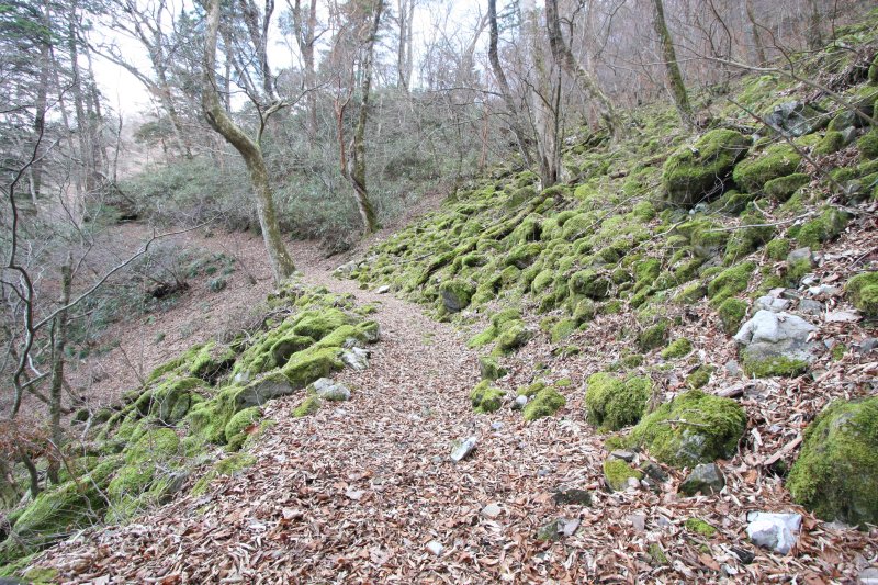 苔むした石灰岩や木々のモスグリーンの世界が広がる遊歩道には、豊かな自然が供給してくれる澄んだ空気が漂う。