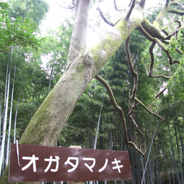 高野川神社