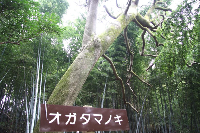 枝を無数に伸ばし天に向かって伸びる巨大なオガタマノキは、生命力に溢れており、見ているとそのたくましさに元気が湧いてくる。