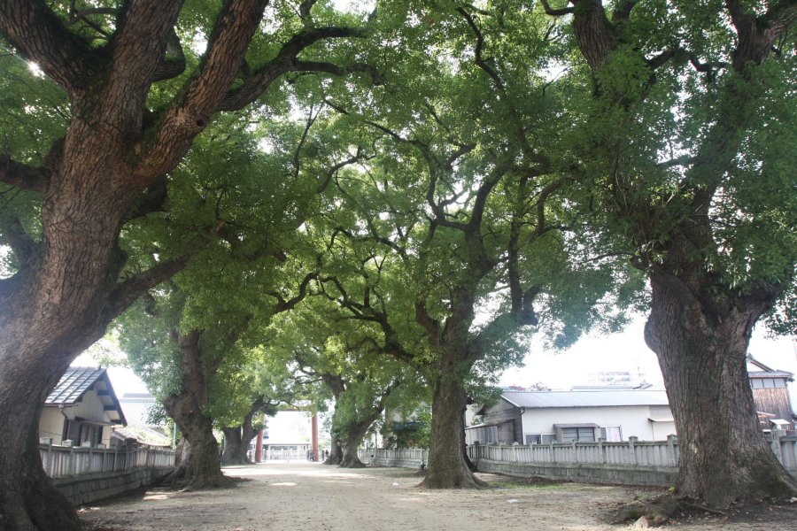 国の天然記念物に指定された大楠が左右にそびえ立つ参道は、神聖な雰囲気に包まれている。