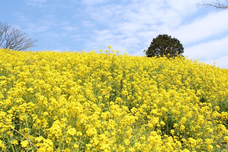 菜の花が咲き始める3月中旬頃から、佐礼谷黄色い丘には多くの見物者が訪れる。