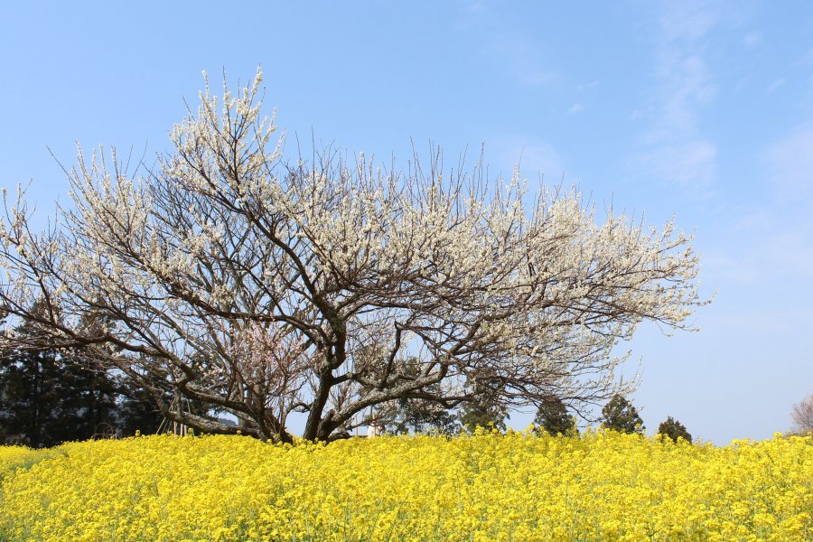 時期によっては梅の花と菜の花が同時に咲いている景観が楽しめる。