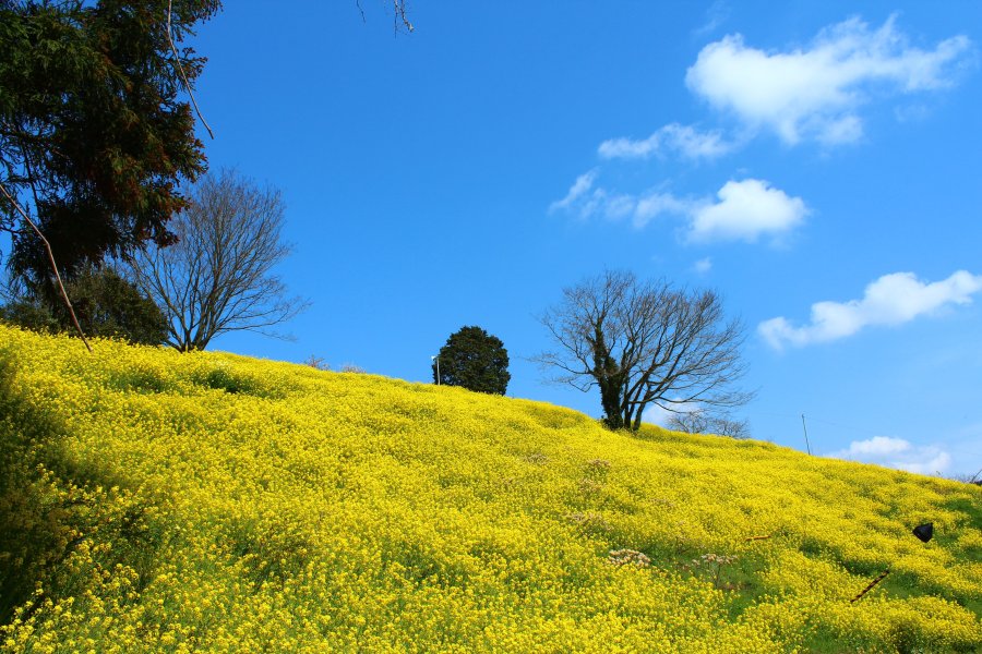 暖かな陽気のもと、青空と菜の花のコントラストが美しい。