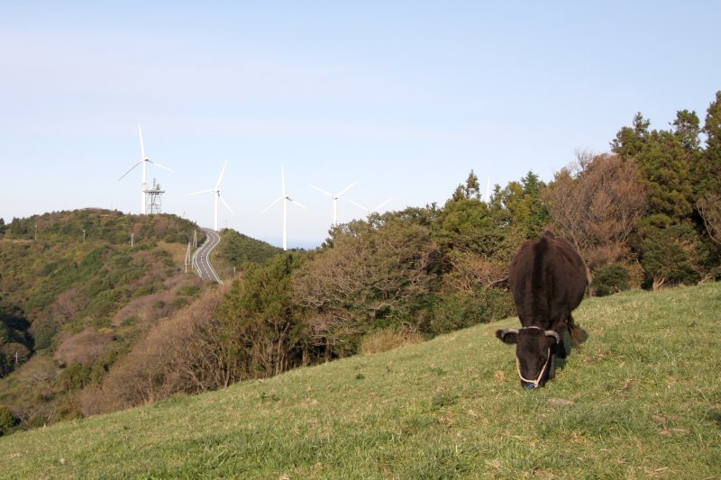 牛が放牧されており、牧草を頬張る姿などを間近で見ることができる。