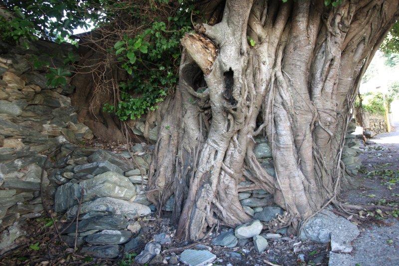 通称「タコの樹」といわれる由縁となった絡みつくような根っこ。近くで見るとその迫力に圧倒される。