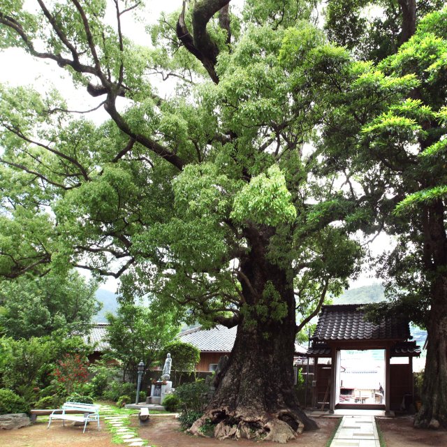 伝宗寺
