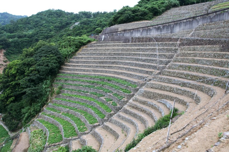 石垣に植えられる作物は、主にじゃがいも。毎年収穫前の3月中旬に、じゃがいもの緑が映え、見学するのにはいい季節。