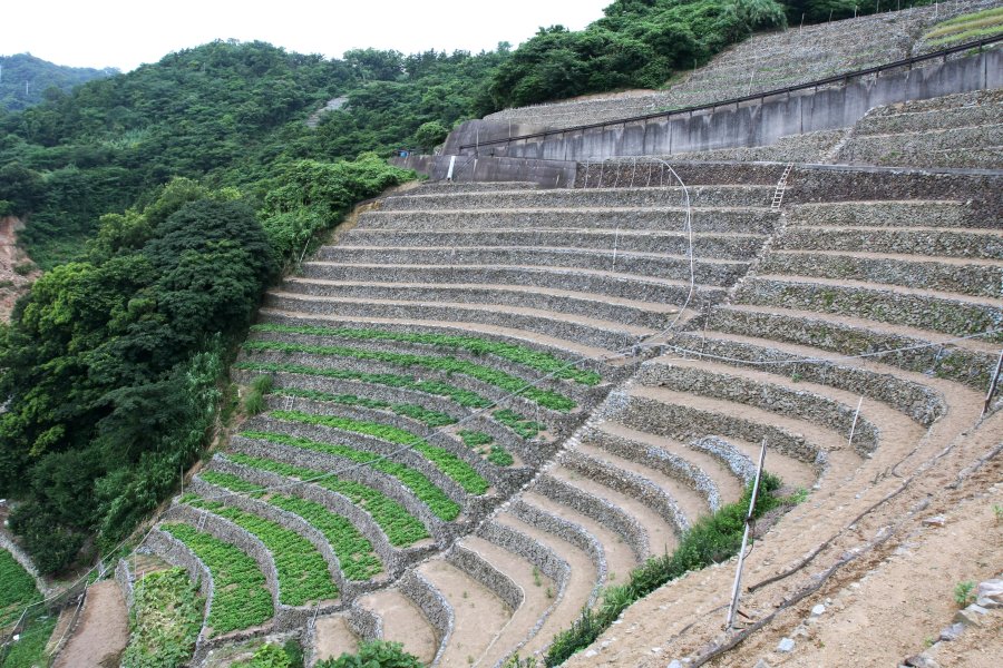 石垣に植えられる作物は、主にじゃがいも。毎年収穫前の3月中旬に、じゃがいもの緑が映え、見学するのにはいい季節。