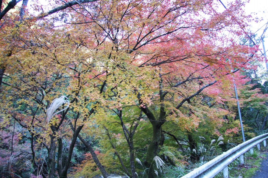 秋は渓谷内の木々が紅葉し、ドライブや散歩に来た人々はその美しさに酔いしれる。