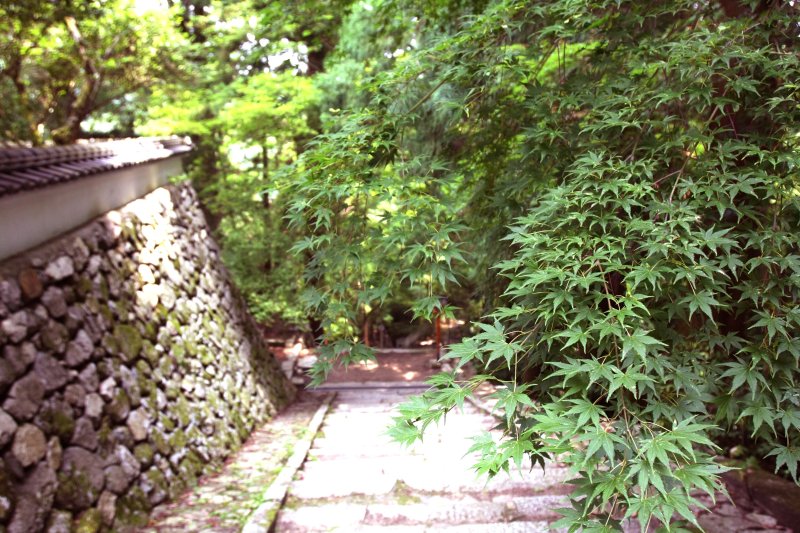 「もみじの西山興隆寺」と呼ばれるが、新緑のもじみも風情がある。