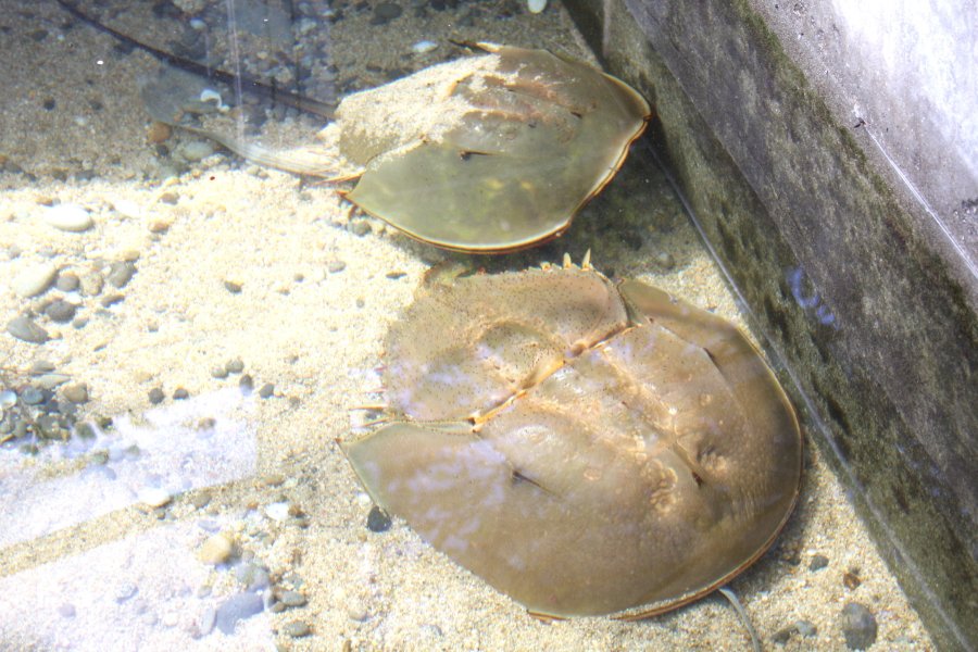 館内の一角では、生きた化石と言われるカブトガニを飼育しており、一般の人も間近で観察したり、触れることができるため、子供たちに喜ばれるスポットとなっている。
