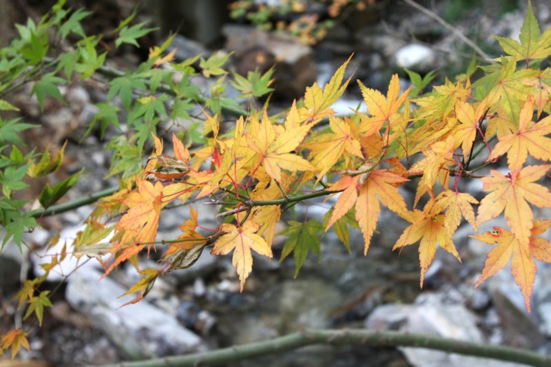 紅葉の季節には渓谷を赤く染める木々を見物に多くの人が訪れる。