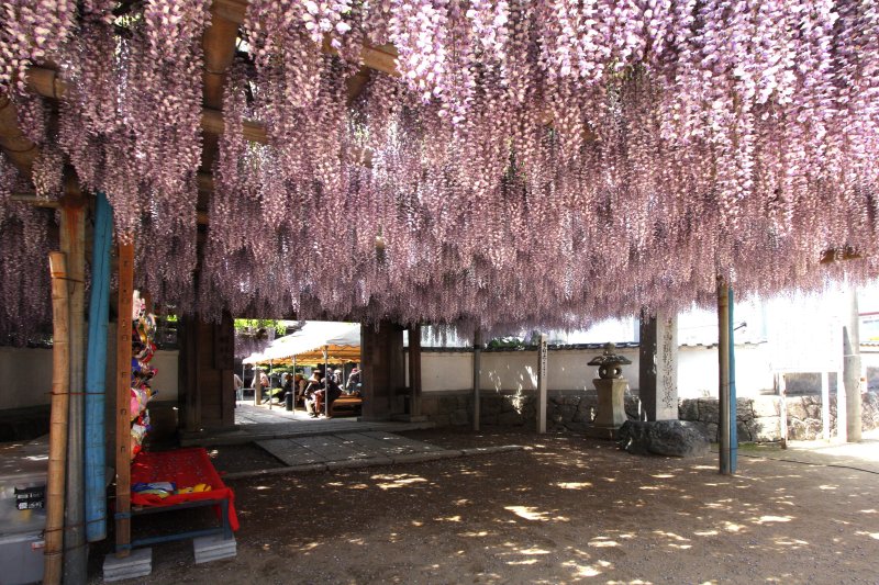 禎祥寺の入り口付近から、境内の奥まで藤が開花しており圧巻。