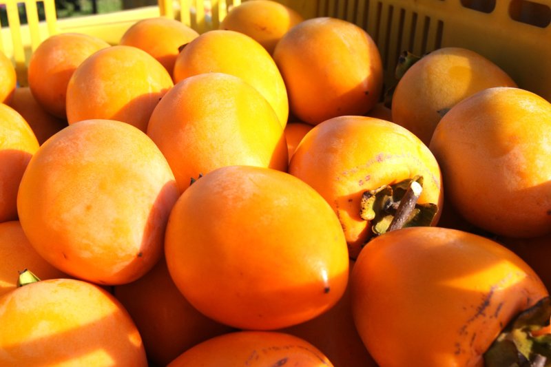 丹原町特産の「松本早生」という品種の柿の収穫体験もできる。あっさりとした甘柿で、種がほとんどなく食べやすい。