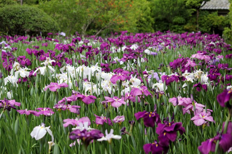 九代藩主伊達宗徳が蒐集した花菖蒲。約20種の主に江戸系の花菖蒲が植栽されている。見頃は６月上旬～中旬。
