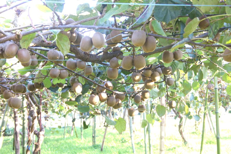 農薬は一切使用せず、約12品種のキウイフルーツを栽培している。