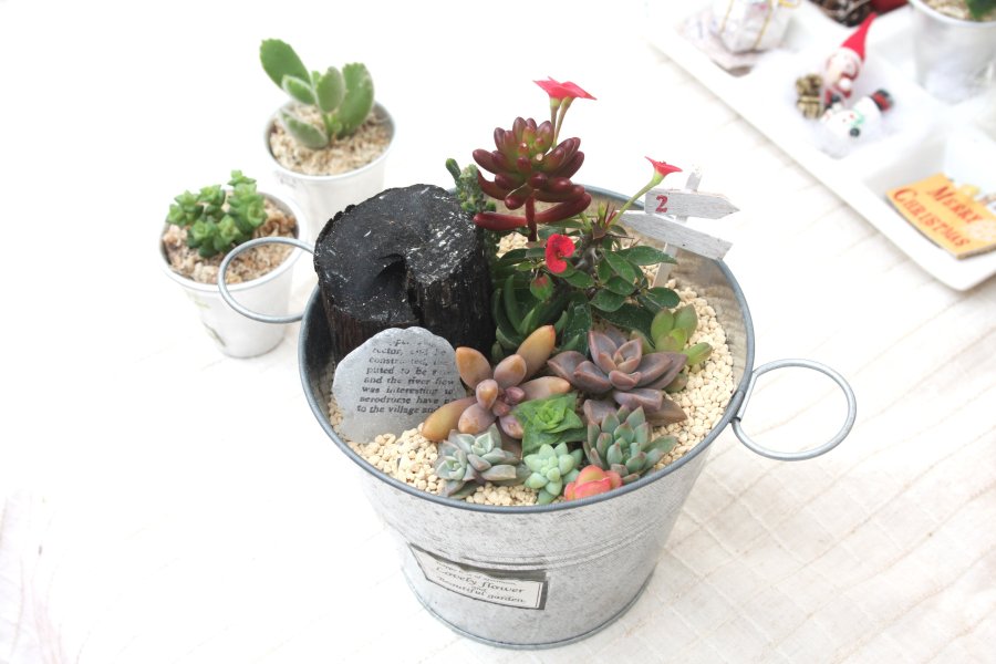 体験では、約10種類の多肉植物を使って寄せ植えができる。また、自分の好きな鉢を持ち込んで、寄せ植えすることも可能。