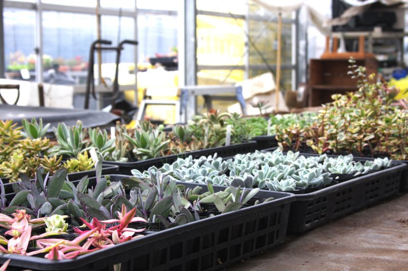 約50種類の多肉植物を常時販売している。季節によって植物の種類が違うため、訪れる度に新しい植物に出会える。