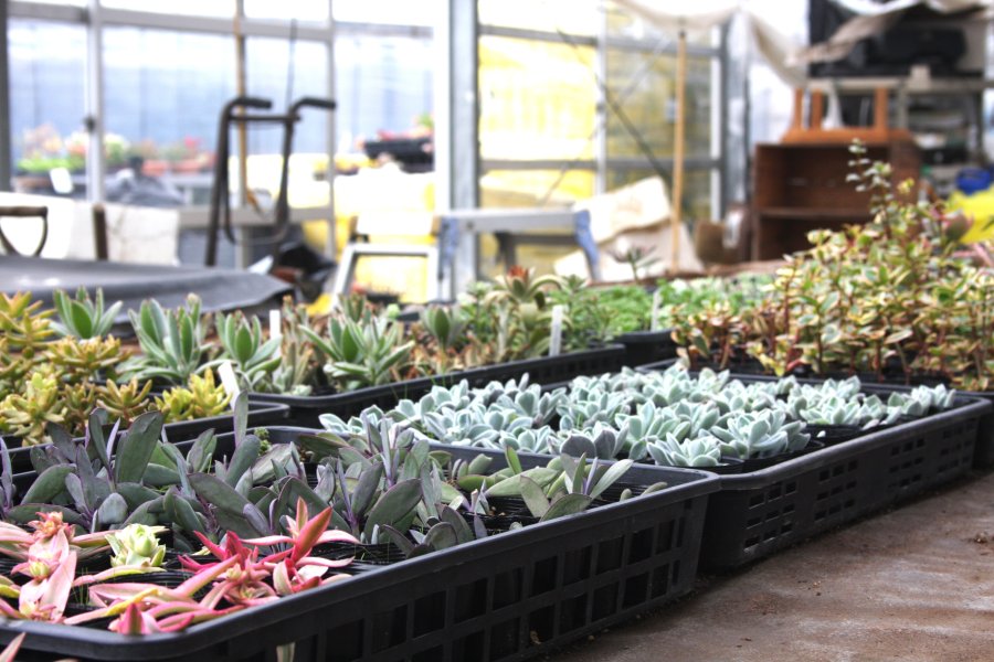 約50種類の多肉植物を常時販売している。季節によって植物の種類が違うため、訪れる度に新しい植物に出会える。