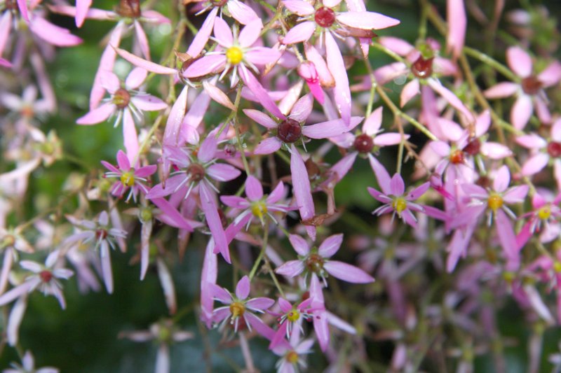 納経所前の手水鉢の下などには、山野草大文字草の小さな花が見られる。 