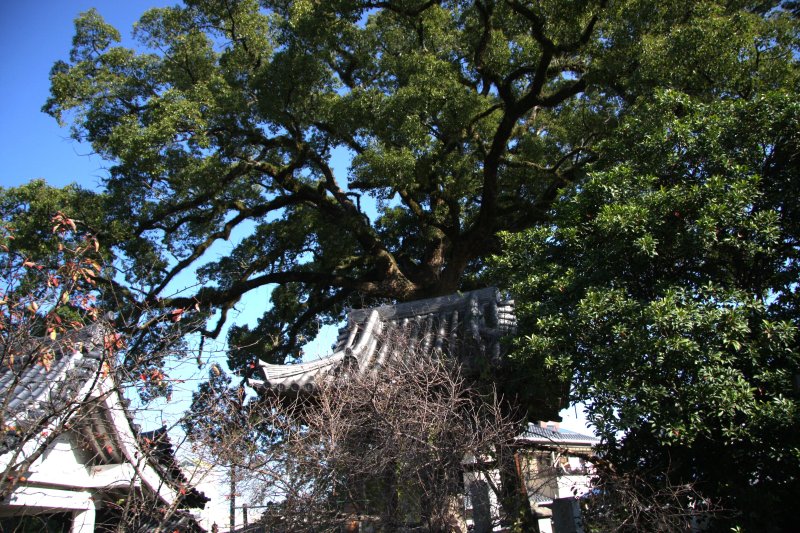 国道からでも認識できる大きく枝を広げたクスノキが吉祥寺の目印となっている。 