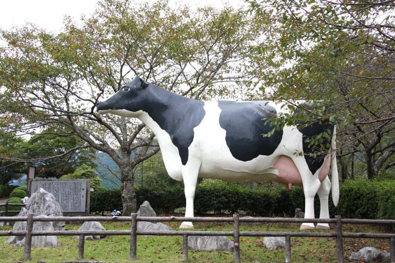 野村ダム公園上部の朝霧湖公園には、酪農の郷･野村町にふさわしい巨大な牛の像がトレードマークとなっている。