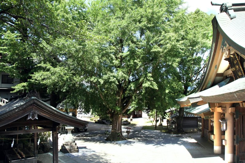 和霊神社の御神木である銀杏の木は戦災も免れ、今では根元から新しい若木が芽吹いている。