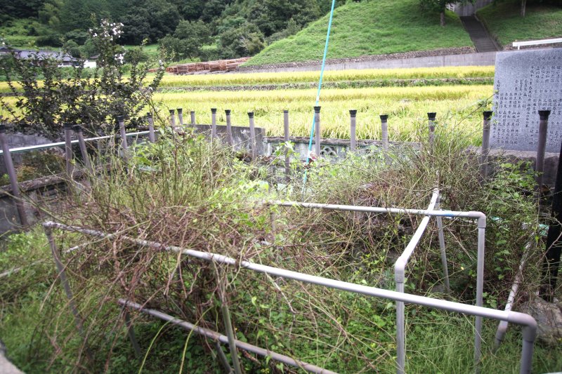 里人達がトゲで苦しむことのないようにと弘法大師がトゲを封じ込めたと言われる「とげなしバラ」。