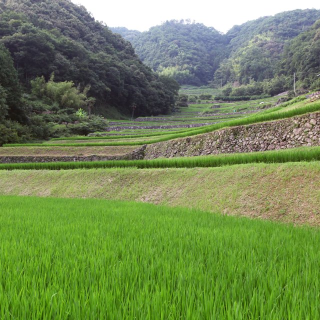 堂の坂の棚田